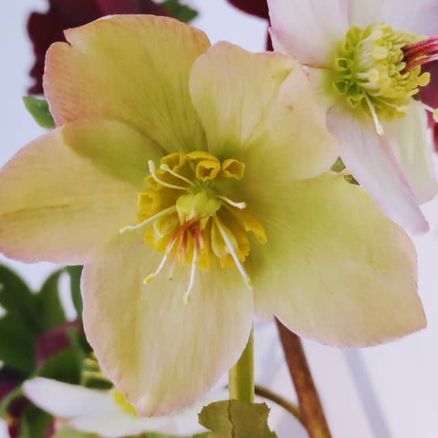 Helleborus en rijgen
