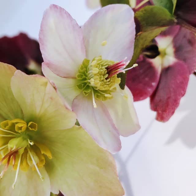 Helleborus en rijgen